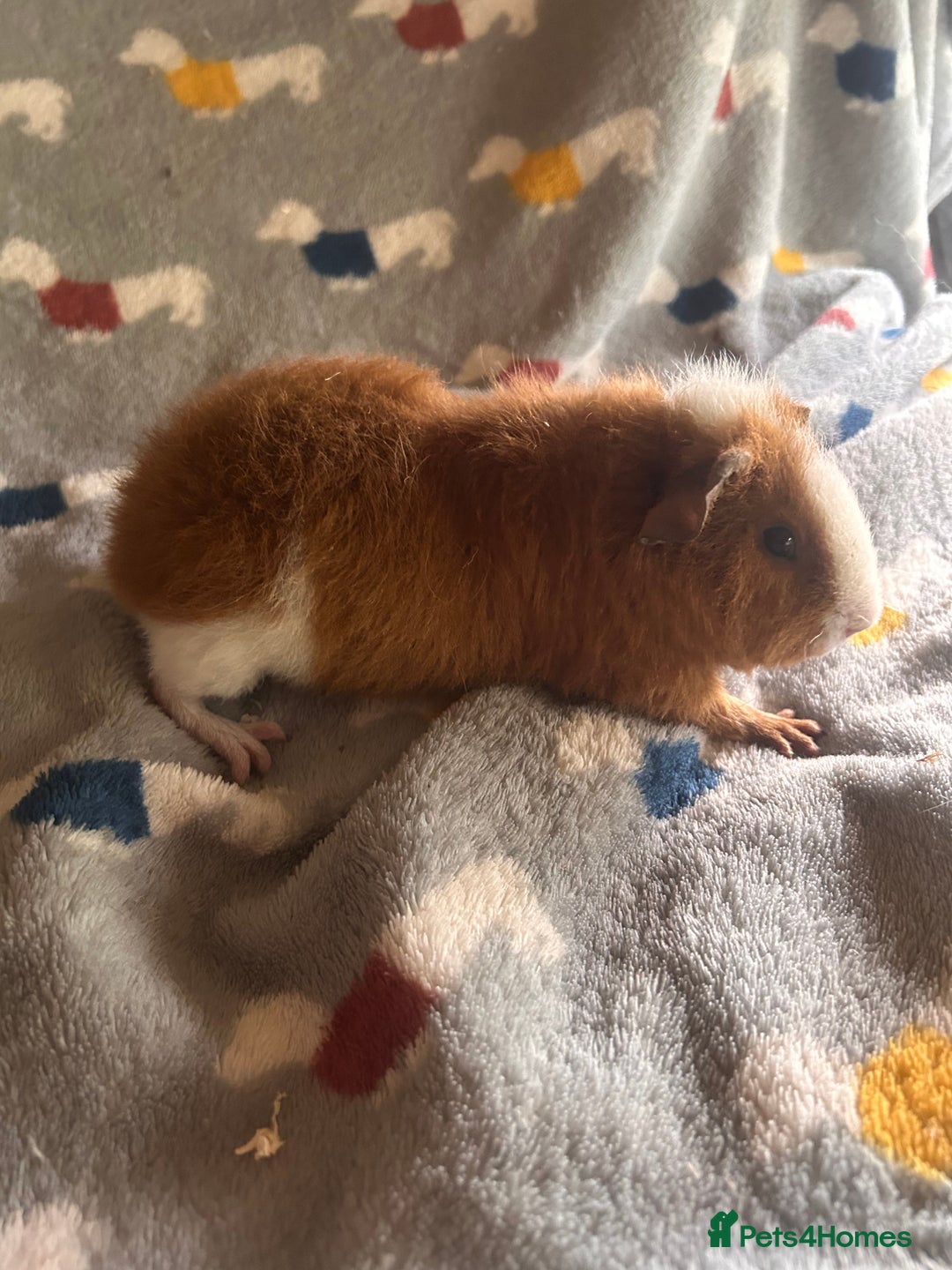 Guinea Pig rodents for sale: Lovely Teddy and Coronet baby Guinea pigs - Image 7