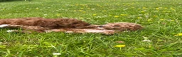 Toy Poodle dogs for sale: TOY POODLE PUPPIES  in Omagh - Advert 4