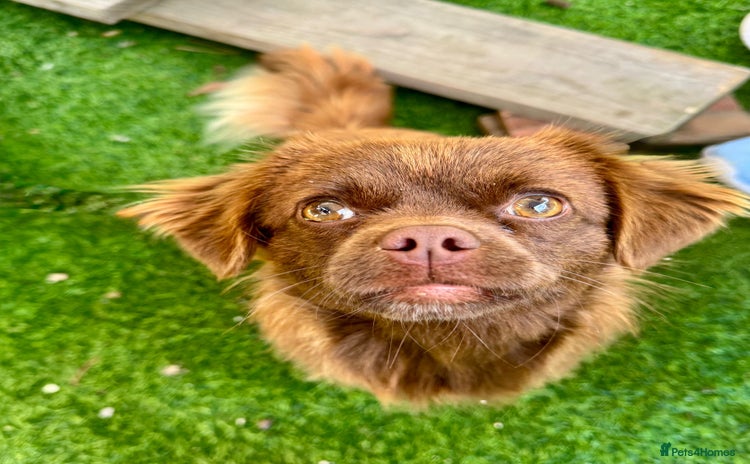 Mixed Breed dogs - Advert 1