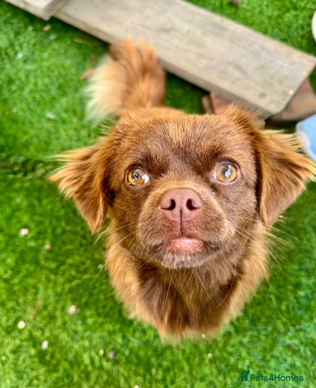 Mixed Breed dogs for adoption: CHOCOLATE - Image 1