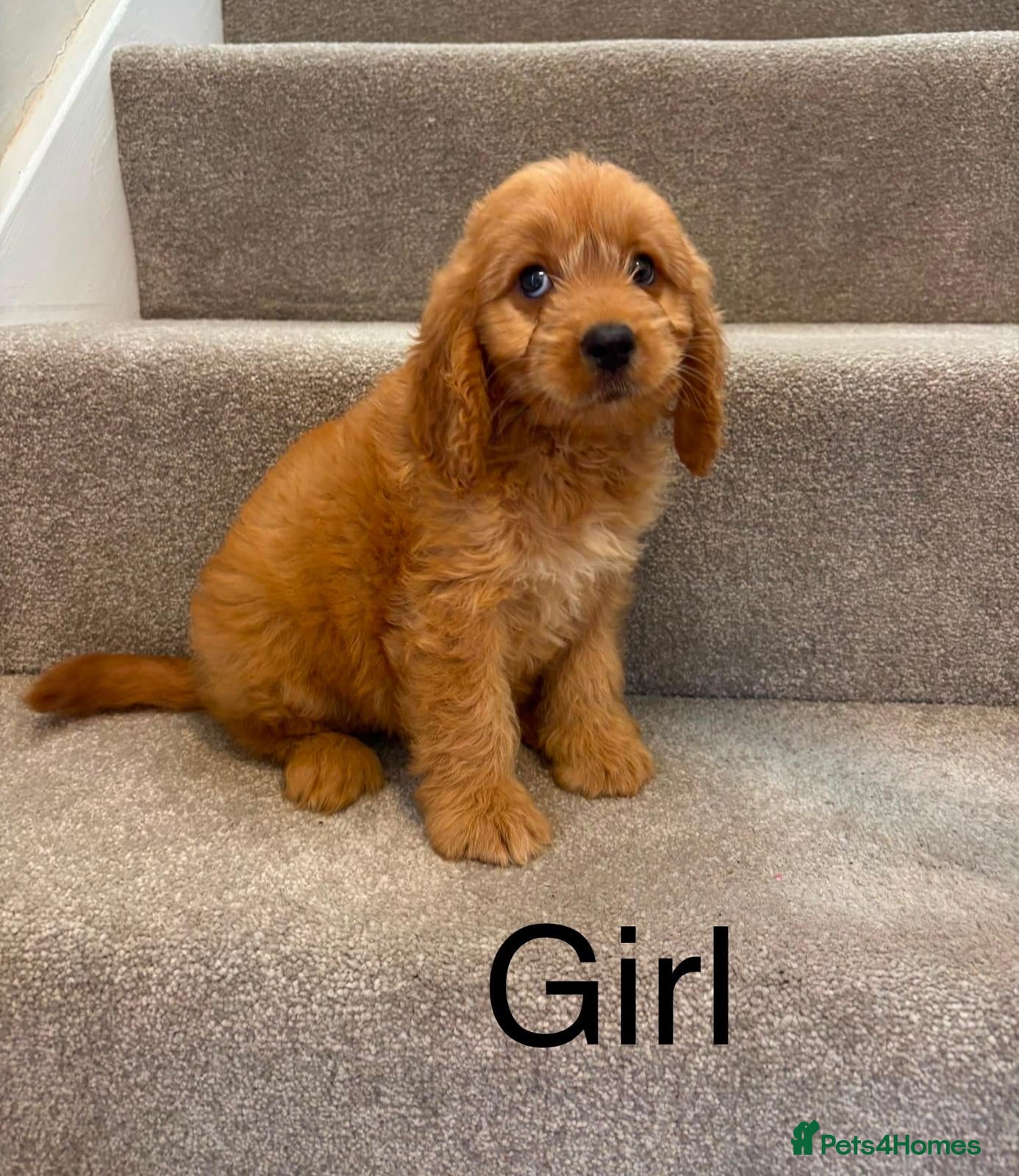 Cockapoo dogs Cockapoo puppies F1 🩷 LAST GIRL 🩷 - Advert 14