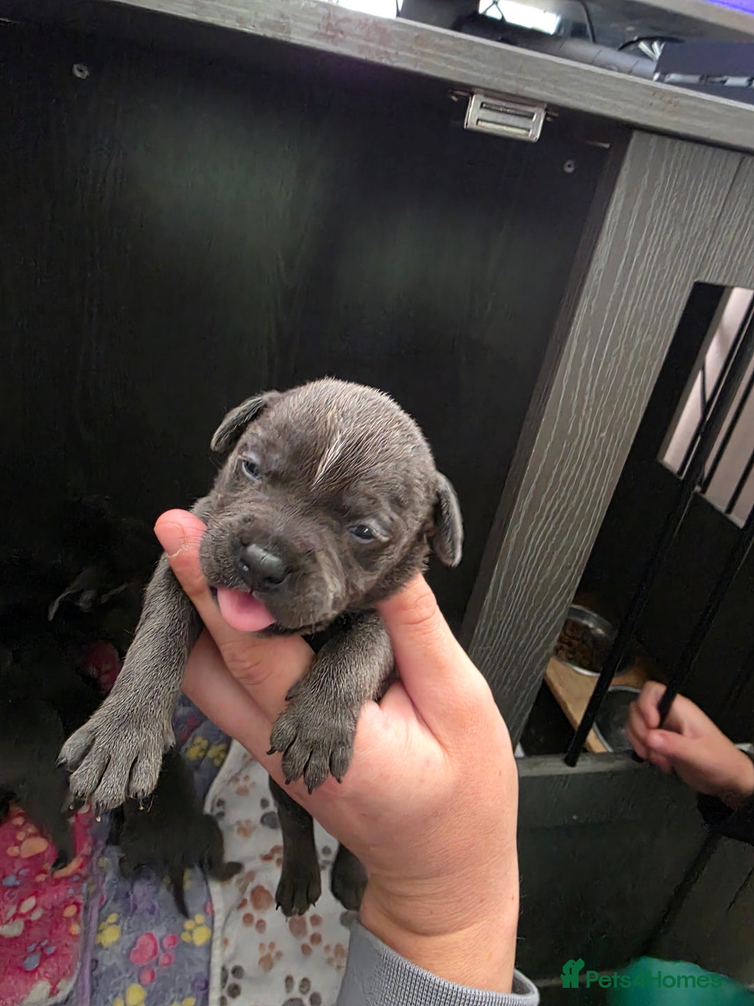 Staffordshire Bull Terrier dogs for sale: Kc blue staffordshire bull terrier puppies  - Image 8
