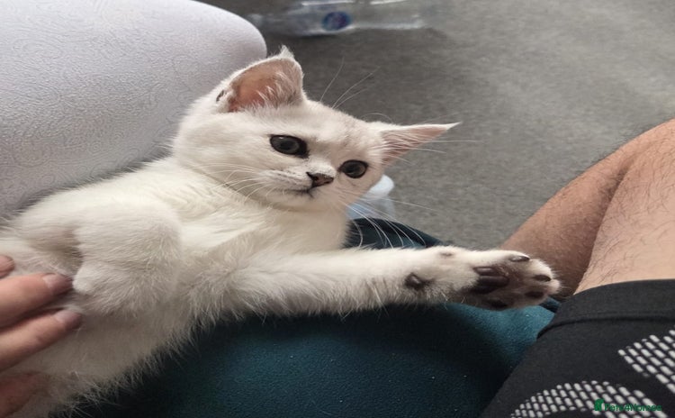 British Shorthair cats - Advert 2