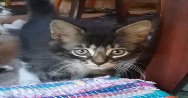 Mixed Breed cats - Advert 10