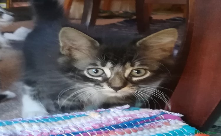 Mixed Breed cats - Advert 14