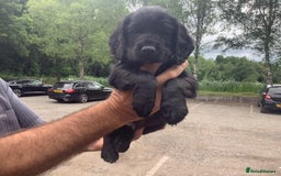 Cocker Spaniel dogs for sale: Mr Mark Hulme in Sandbach - Image 8