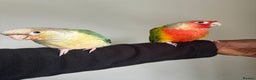 Conures birds for sale: HAND REARED GREEN CHEEKS CONURE  - Advert 3