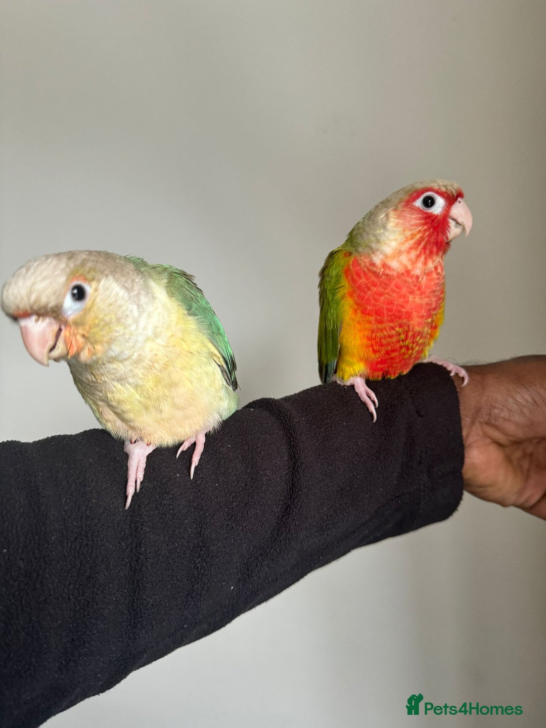 Conures birds for sale: HAND REARED GREEN CHEEKS CONURE  - Advert 3