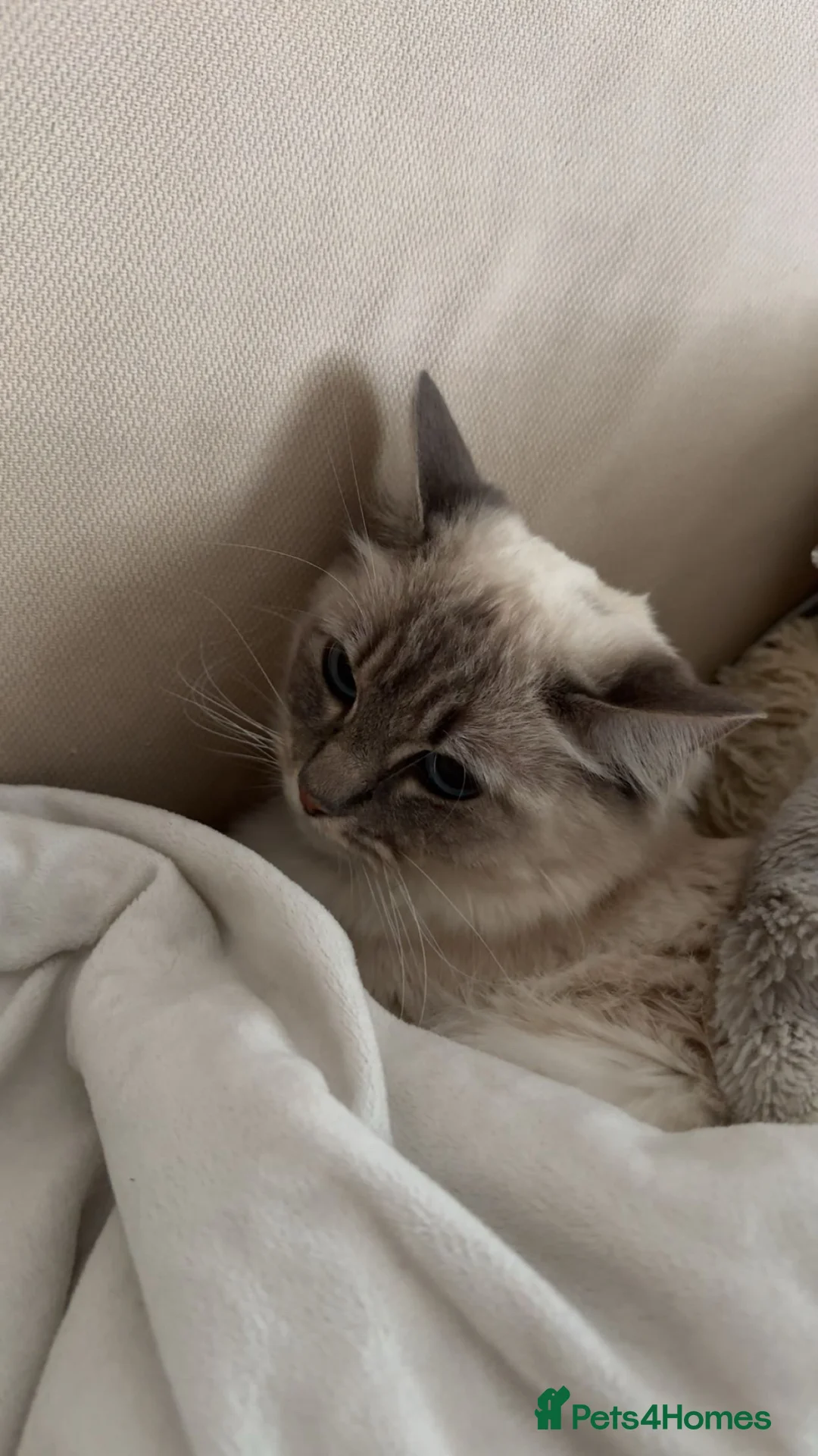 Ragdoll cats for sale: Gorgeous ragdoll - Advert 2