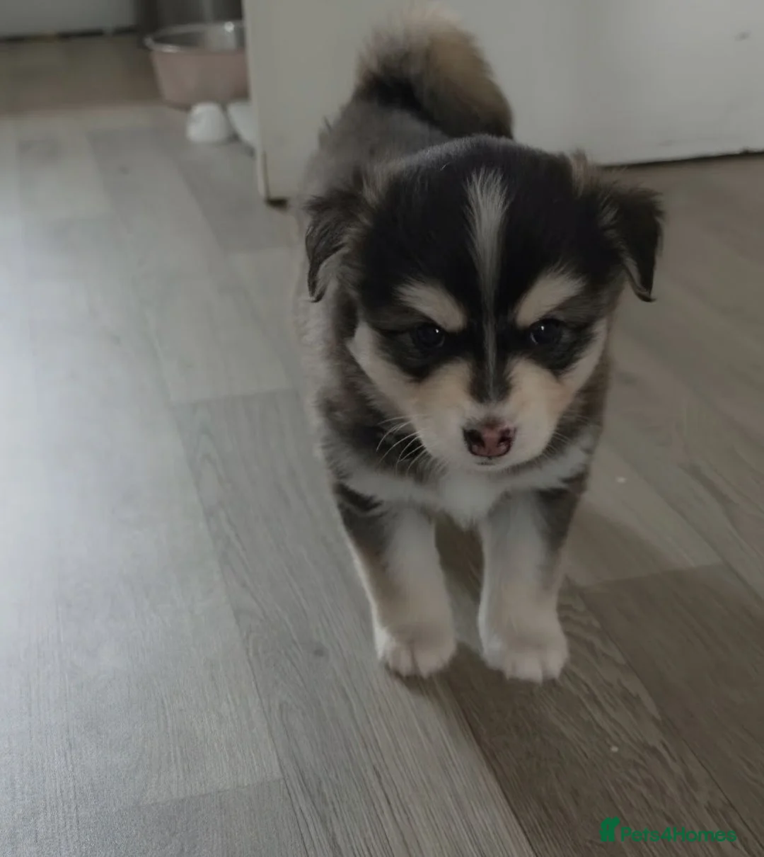 Pomsky dogs for sale: Beautiful pomsky boy available 🥰 - Advert 1