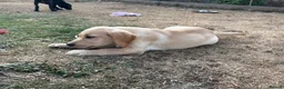 Labrador Retriever dogs for sale: Yellow lab puppy  - Advert 6