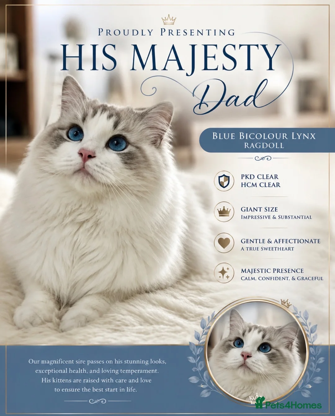 Ragdoll cats for sale: 💫 EXQUISITE RAGDOLL KITTENS  - Advert 17