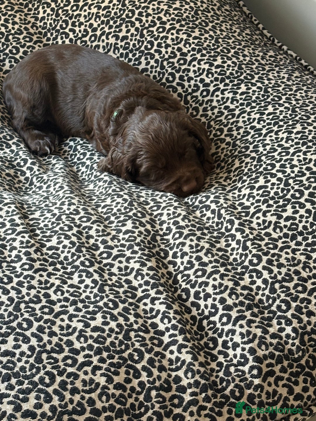 Cocker Spaniel dogs for sale: Two beautiful boy working cocker spaniels left - Advert 6