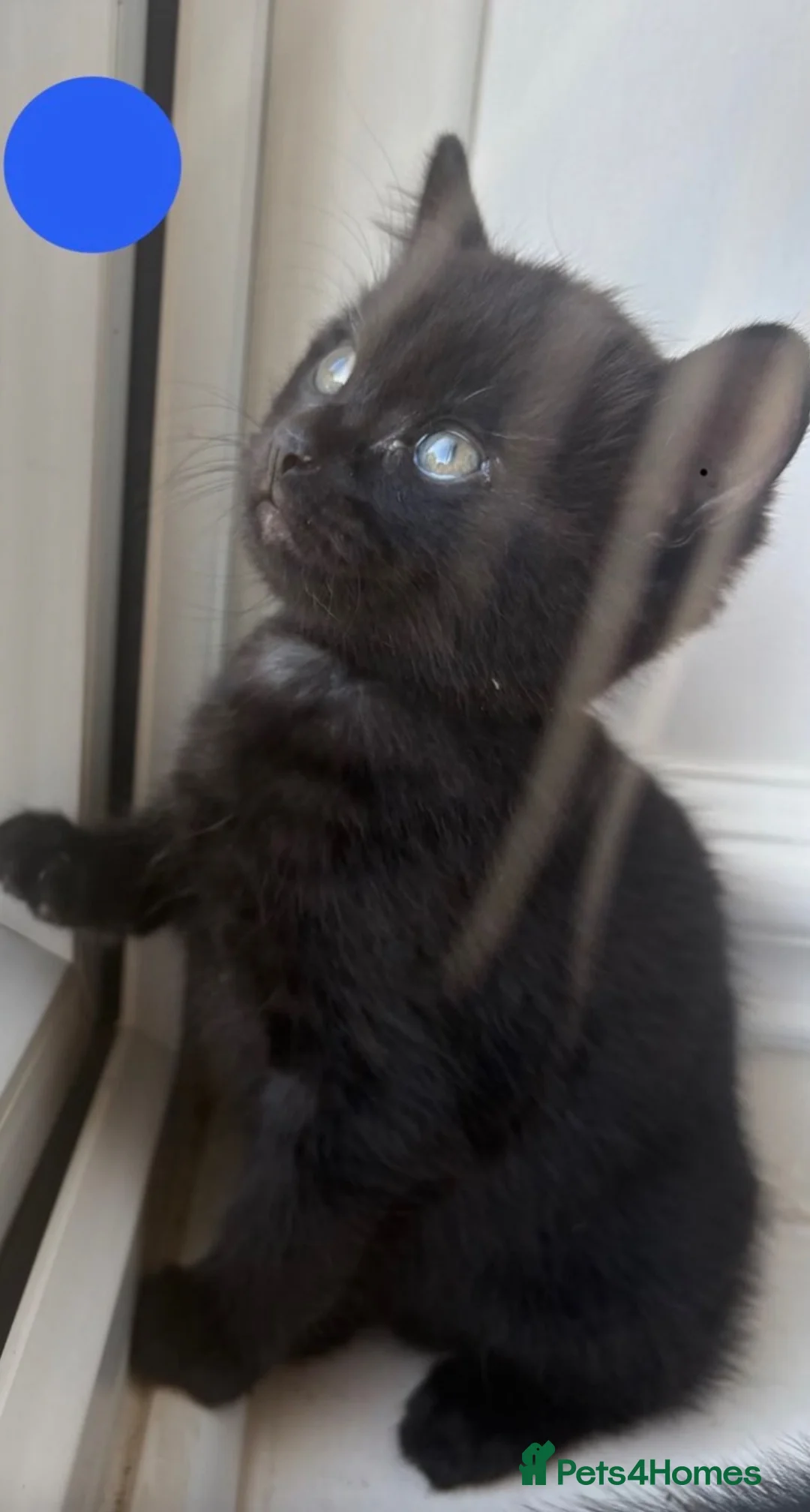 Mixed Breed cats for sale: Boy black kitten for sale - Advert 7