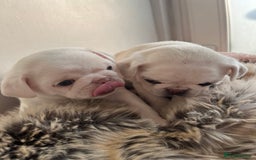 Pug dogs for sale: Beautiful chunky pug pups ready soon - Image 5