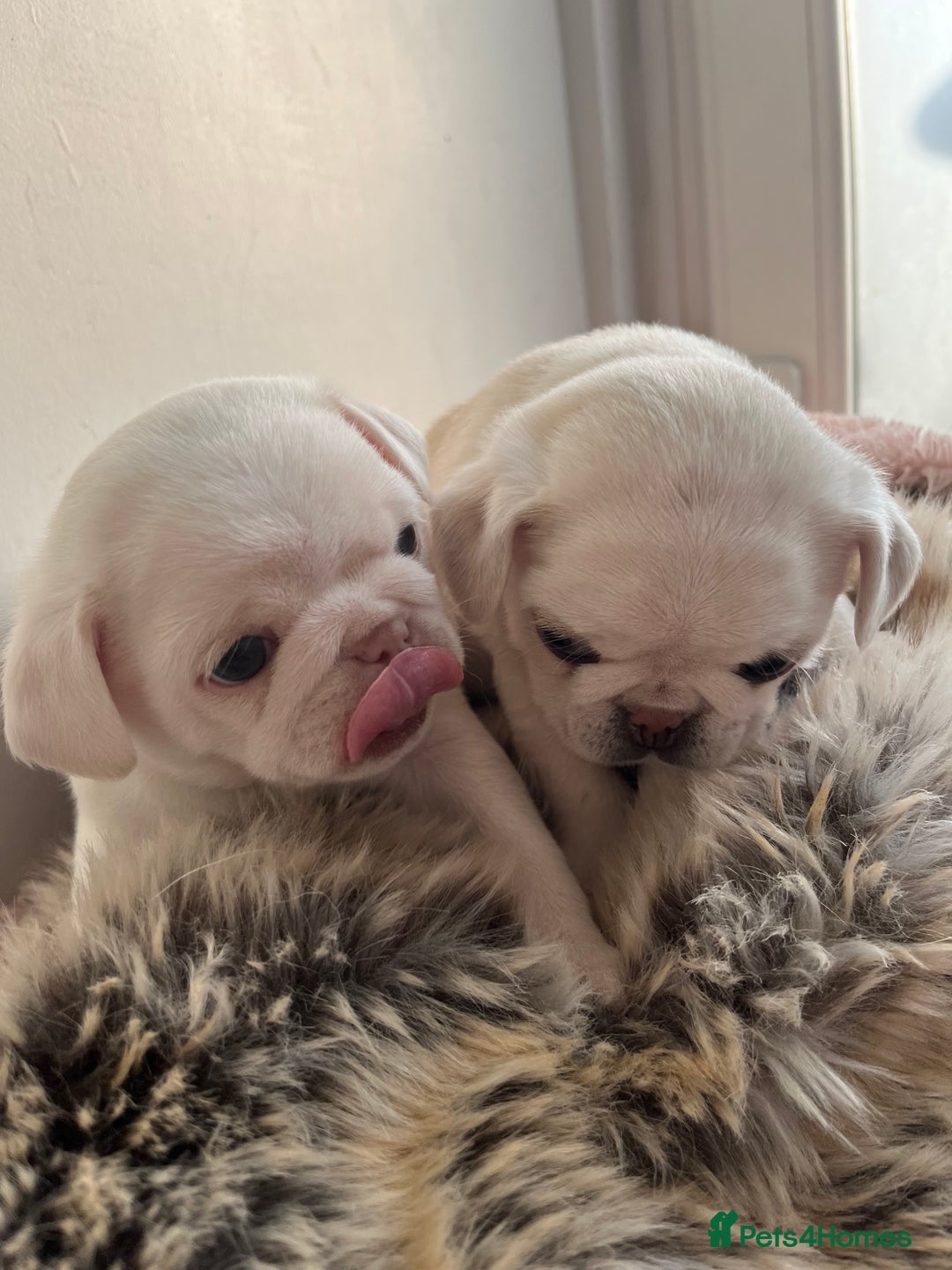 Pug dogs for sale: Beautiful chunky pug pups ready soon - Image 5