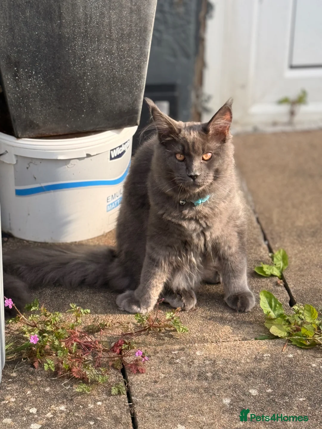 Maine Coon cats for sale: Maine Coon Kittens for sale Mix litter  - Advert 12