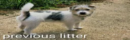 Mixed Breed dogs for sale: Oreo's Beautiful Puppies - Advert 3