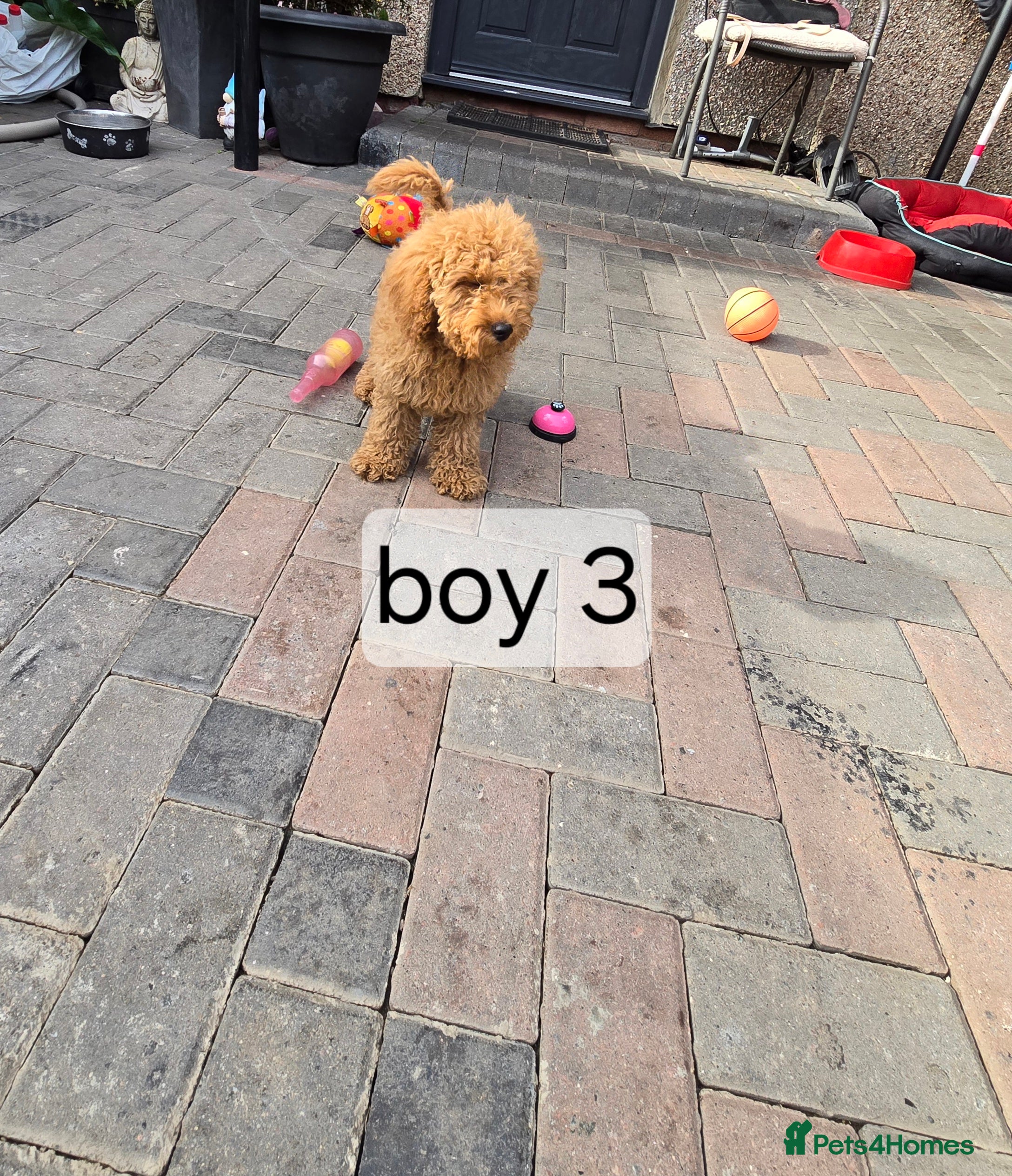Cavapoo dogs BOYS ONLY cavapoo pups ready to leave  - Advert 2