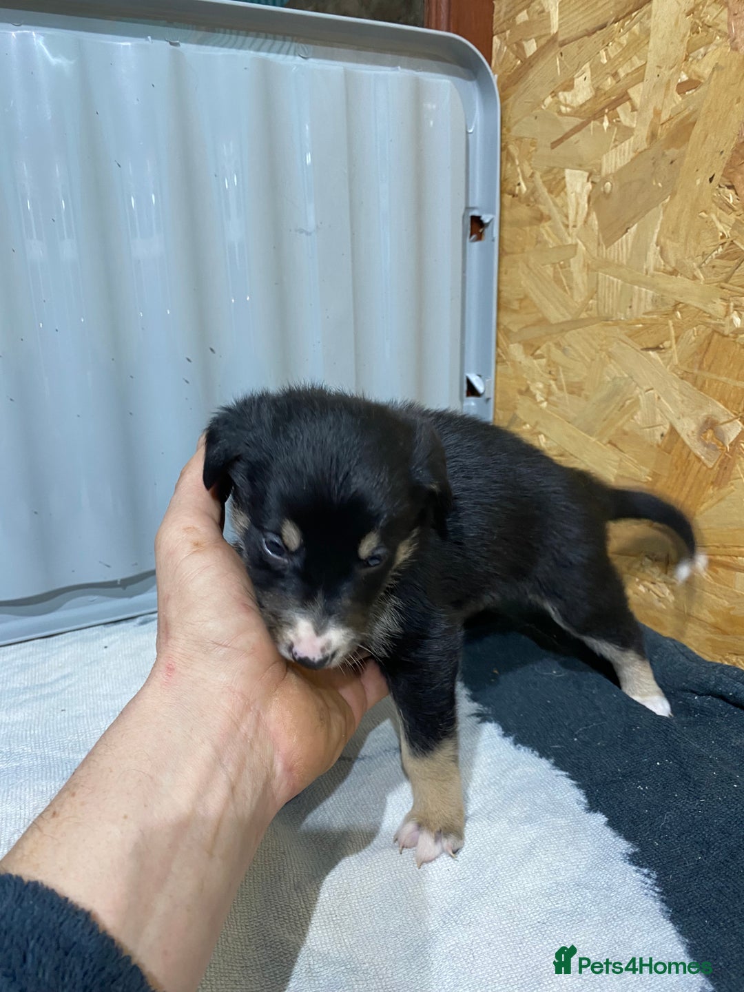 Border Collie dogs for sale: Beautiful border collie pups  - Advert 19