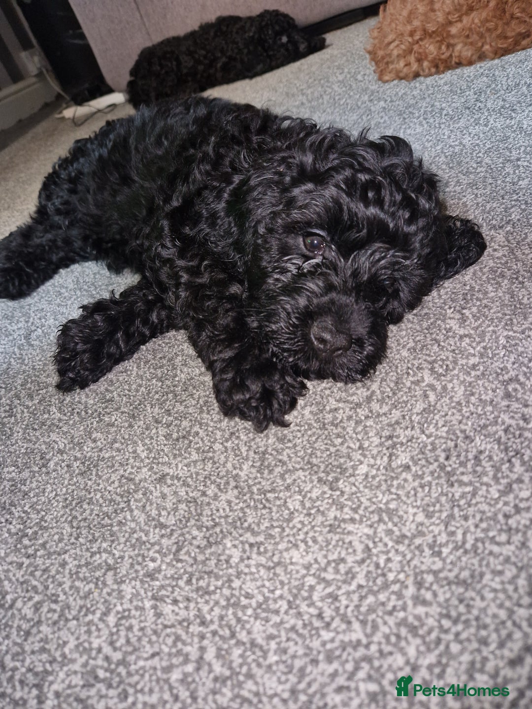 Cockapoo dogs for sale: F2 cockapoo puppies - Image 12