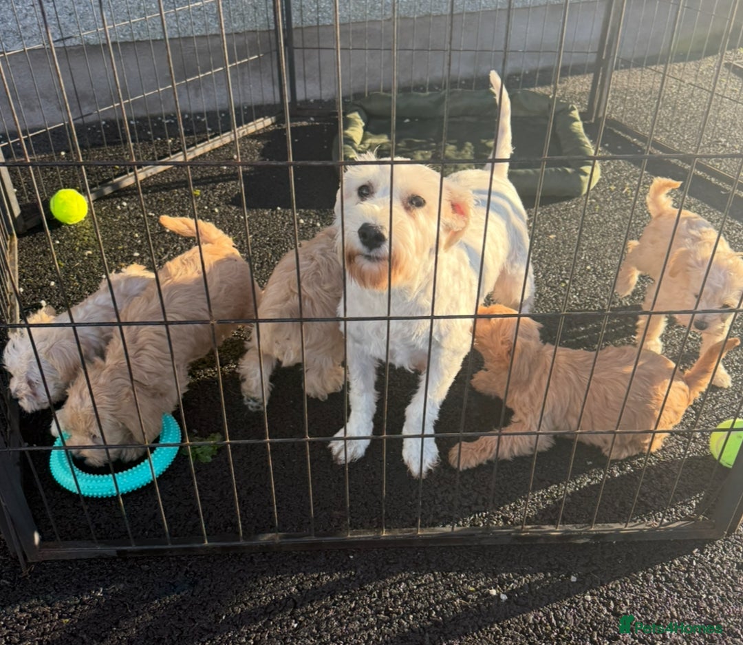 Mixed Breed dogs for sale: Toy/Mini Schnoodle Puppies  - Advert 9