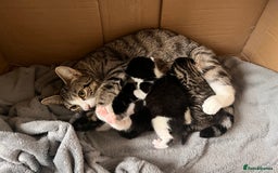 Mixed Breed cats for sale: 2 adorable male kittens for sale 🩵 - Image 11