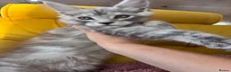 Maine Coon cats for sale: One beautiful boy remaining - Advert 9