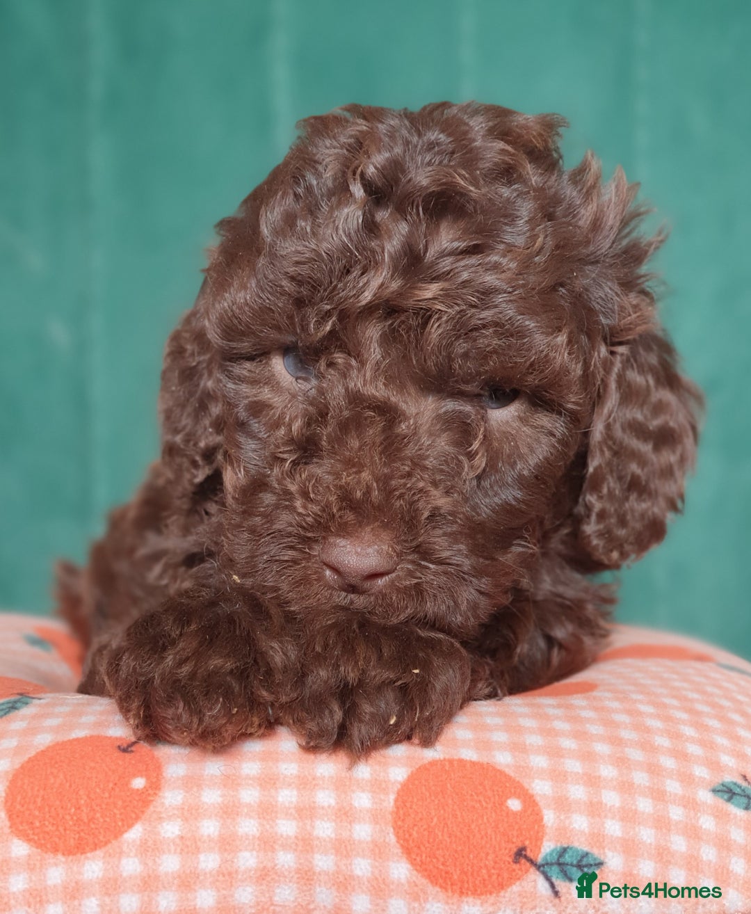 Miniature Poodle dogs for sale: Miniature poodle  - Advert 11