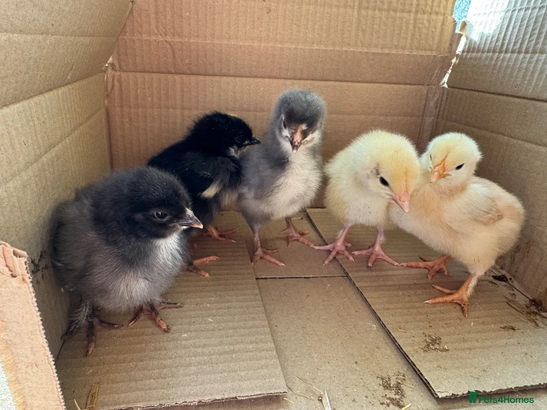 Chickens poultry for sale: Day old chicks due 11/04/26 - Advert 1