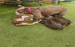 Mixed Breed dogs for sale: 3 Old English bulldog boys £1500  - Image 11