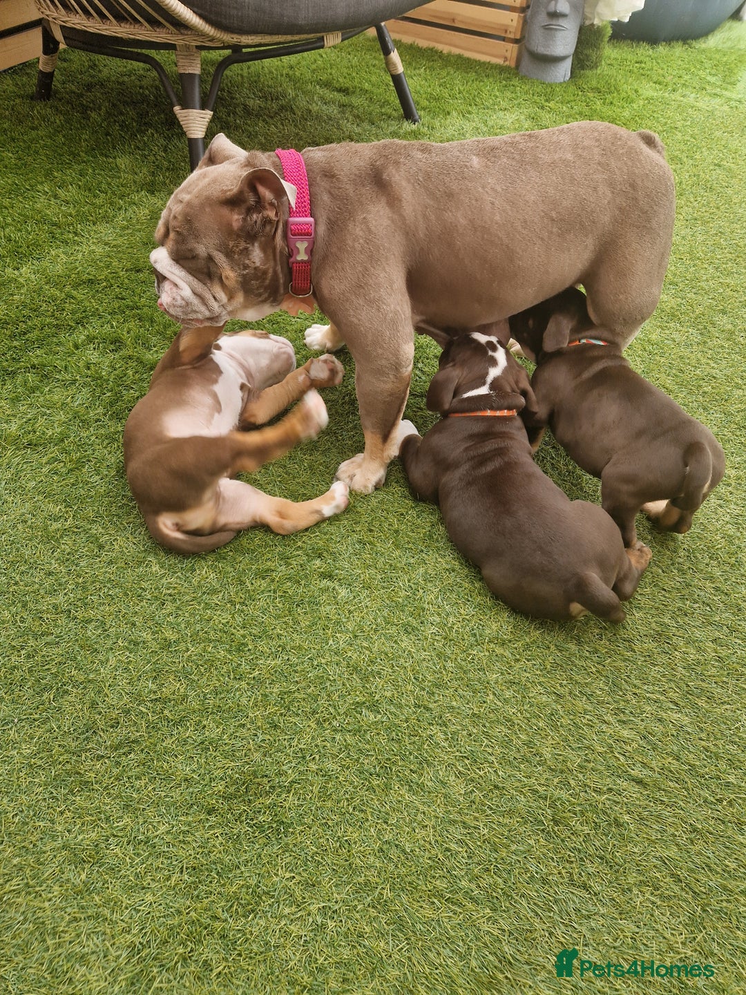Mixed Breed dogs for sale: 3 Old English bulldog boys £1500  - Image 11