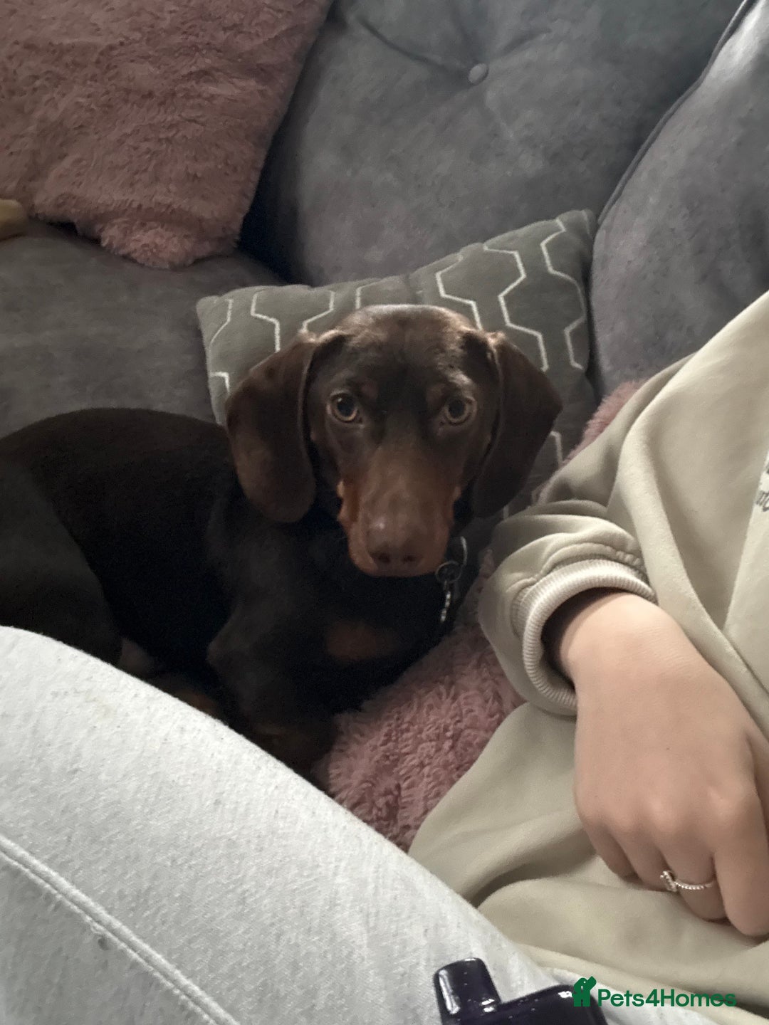 Miniature Dachshund dogs for sale: Male Miniature Dachshund  - Advert 2