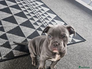 American Bully dogs Female - Advert 6
