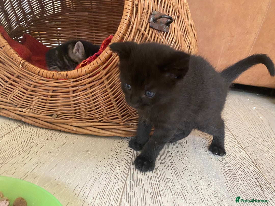 Mixed Breed cats for sale: Four beautiful little kittens - Image 18