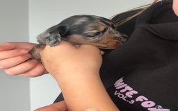 Miniature Dachshund dogs for sale: 🌟 KC registered longhair miniature dachshunds  - Image 7