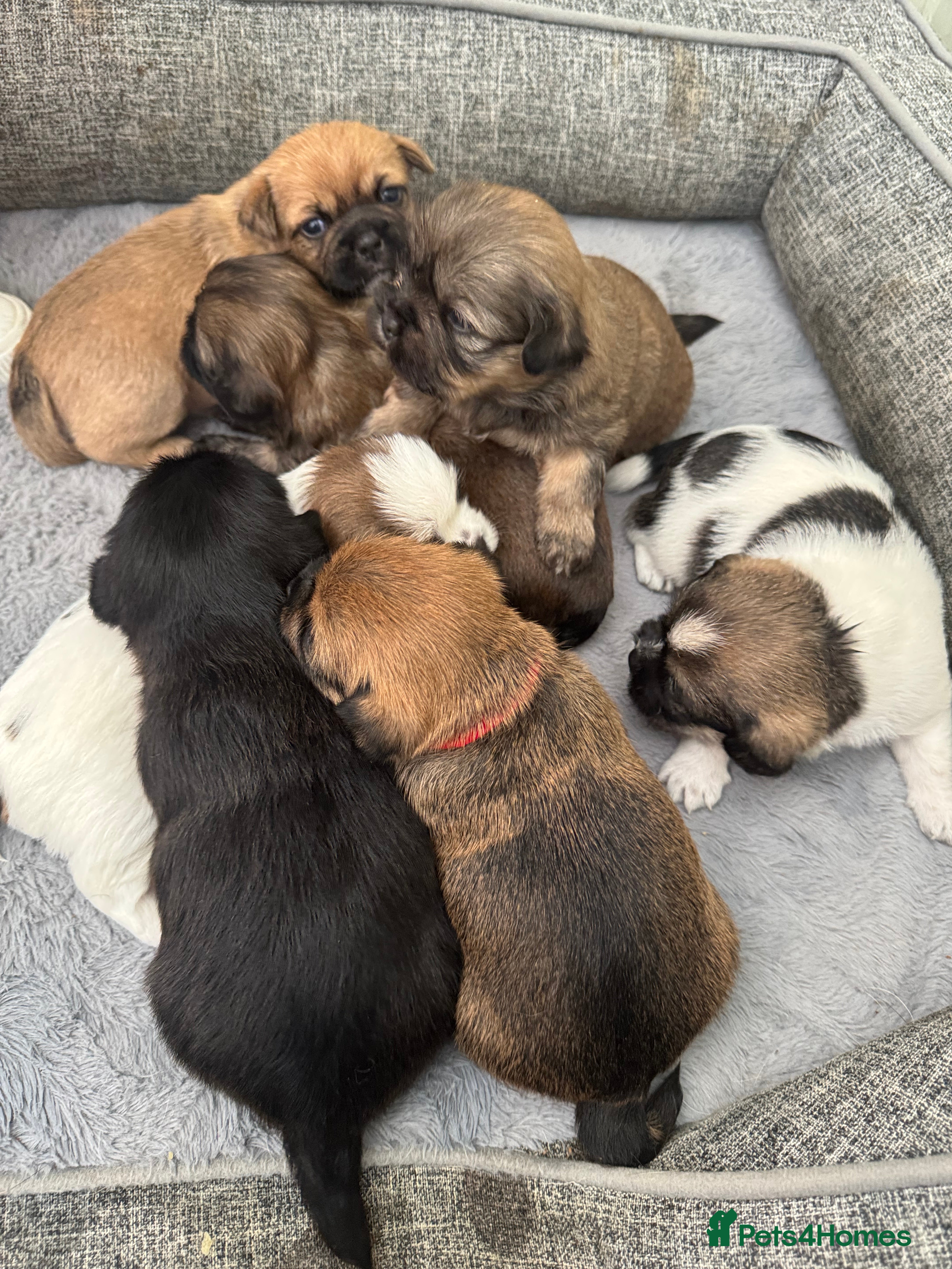 Mixed Breed dogs Beautiful pups looking for their forever home! - Advert 4