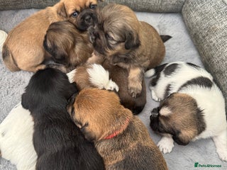 Mixed Breed dogs Shih tzu x patterdale puppies - Advert 3