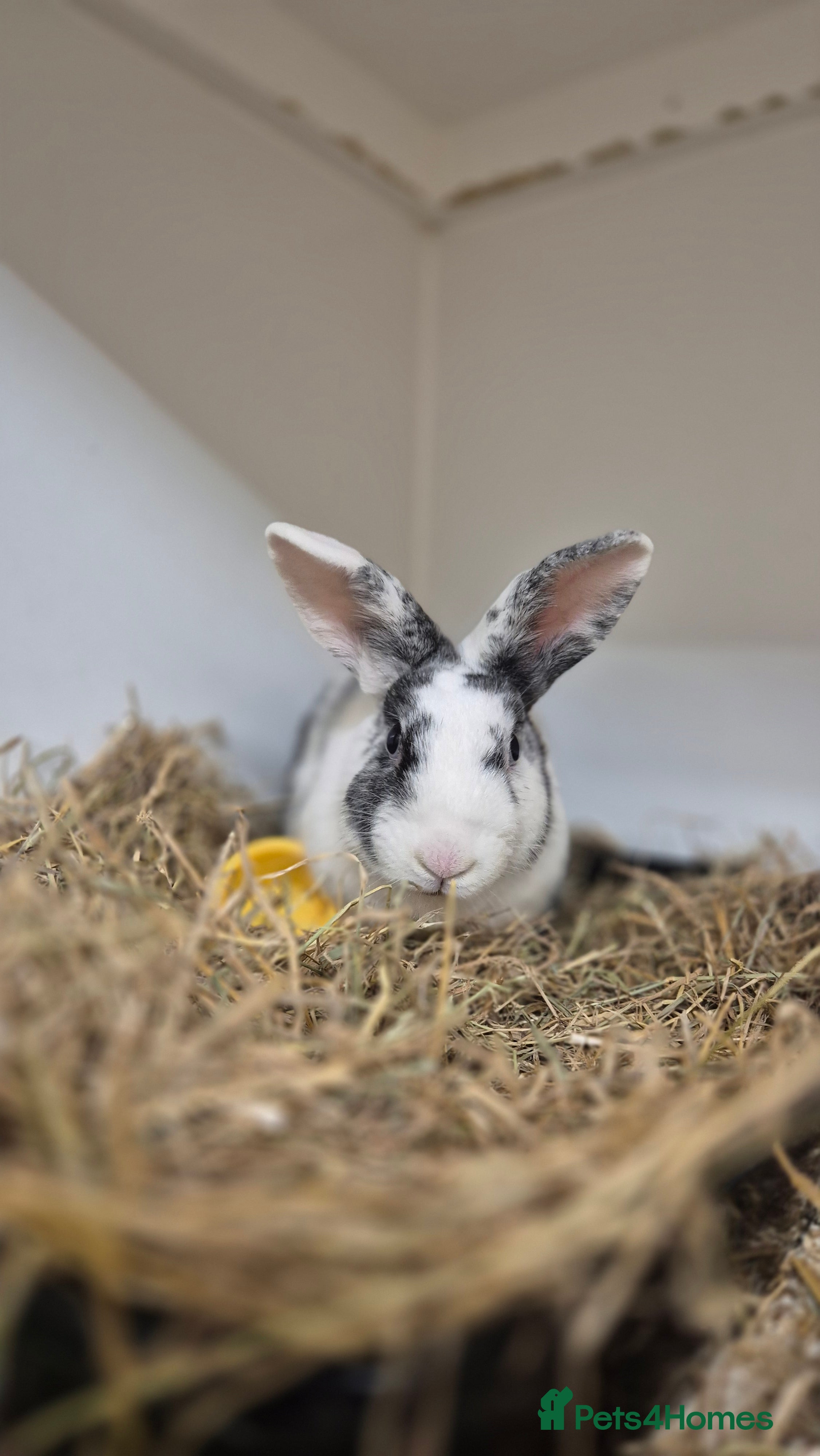 Mixed Breed rabbits Millie Vaccinated & Spayed - Advert 23