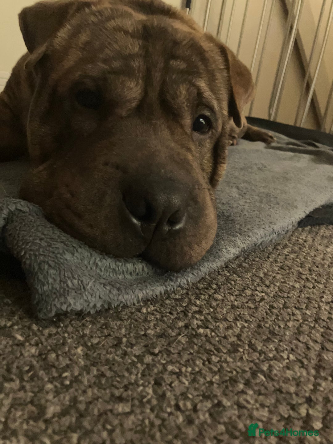 Mixed Breed dogs for stud: Sharpei x staffy  - Advert 6