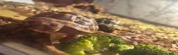 Hermann Tortoise reptiles for sale: 2 Hermann tortoises and table - Advert 8