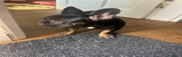 French Bulldog dogs for sale: Last fluffy carrying French bulldog girl - Advert 5