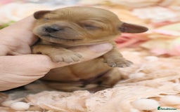 Cavapoo dogs for sale: Health Tested Cavapoo Puppies - Image 9