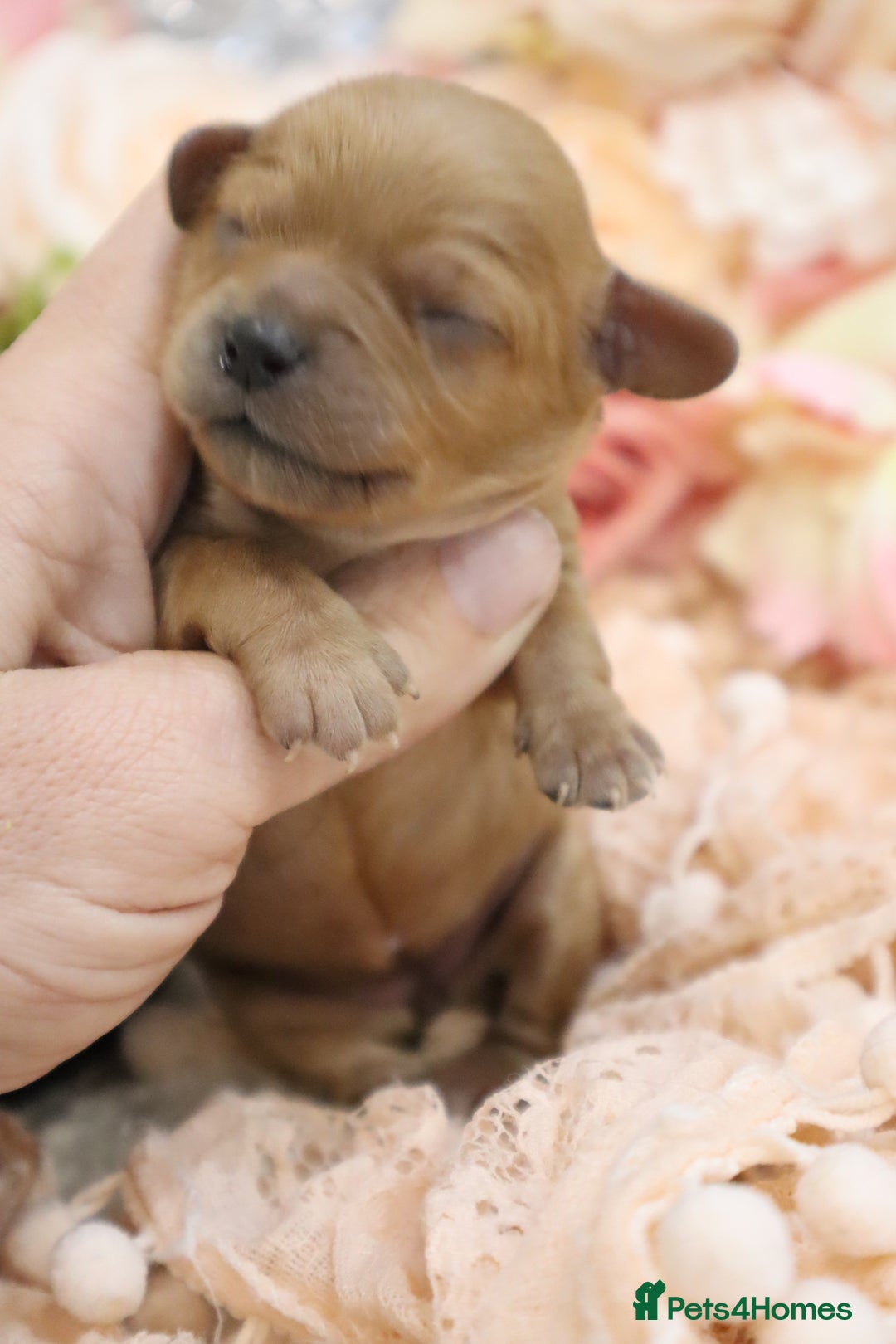 Cavapoo dogs for sale: Health Tested Cavapoo Puppies - Image 9