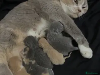 British Shorthair cats Here we have a beautiful BSH tri coloured female - Advert 5