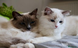 Ragdoll cats for sale: Two male ragdoll cats - Image 5