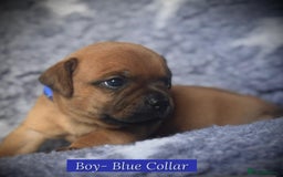 Staffordshire Bull Terrier dogs for sale: Outstanding Vangerbull Red SBT litter!  - Image 4