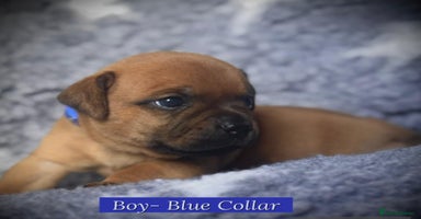 Staffordshire Bull Terrier dogs - Advert 3