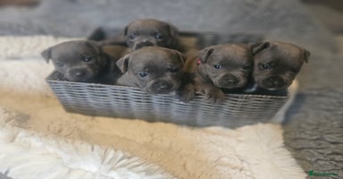 Staffordshire Bull Terrier dogs Last boy KC Staffordshire BullTerrier  💙Bullscaff - Advert 17