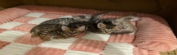 Bengal cats for sale: 🩶 BENGAL 🔥 KITTENS 🤍 TICA REGISTERED  - Advert 6
